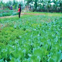 Thuê người trồng rau rạch